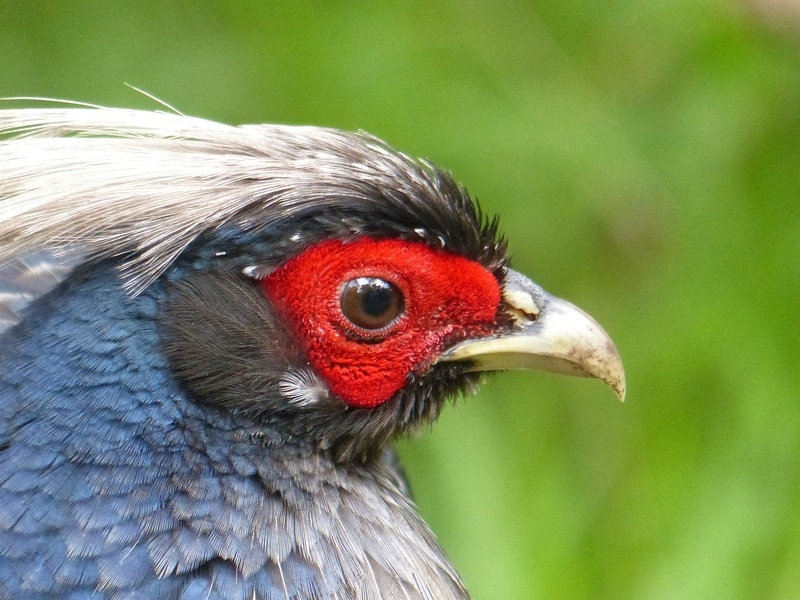 Kalij Pheasant